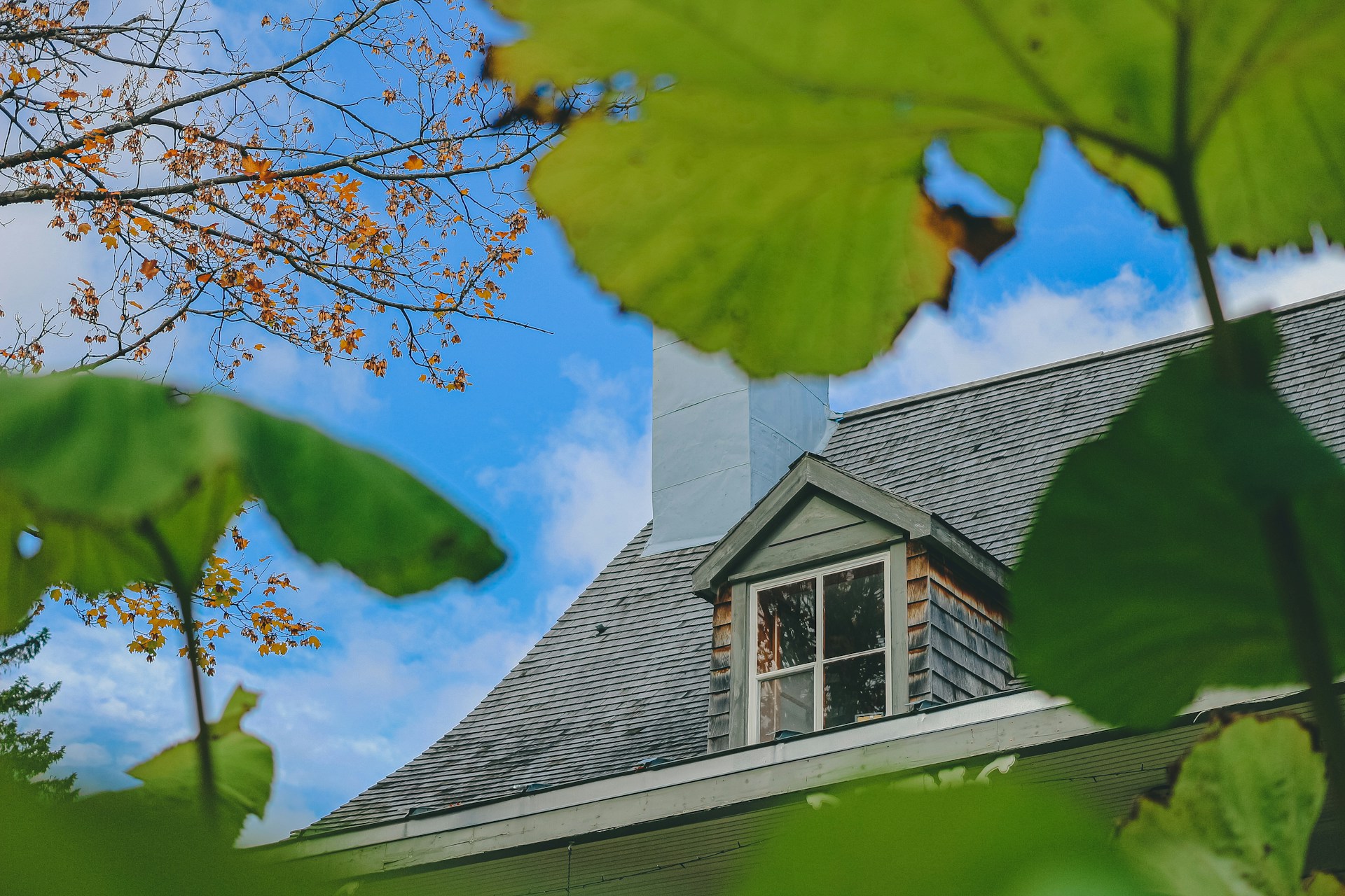 Gray asphalt shingle roof and dormer framed by tree leaves